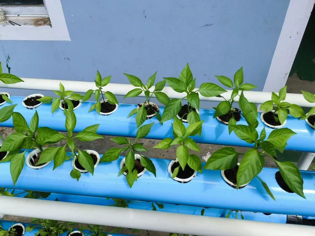 Hydroponics and soilless cultivation practical